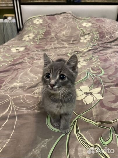 Котенок в добрые руки
