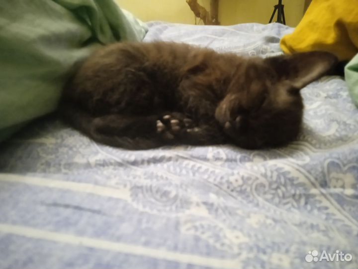 Кудрявый котёнок