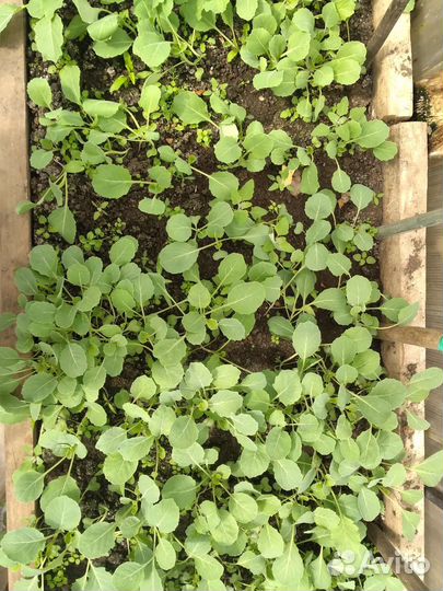 Рассада капусты