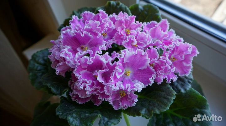 Фиалки цветущие,детки,листы,доставка