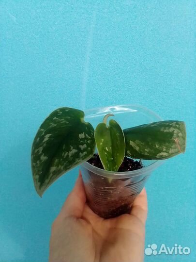 Сциндапсус Сильвер Энн, сциндапсус Экзотика