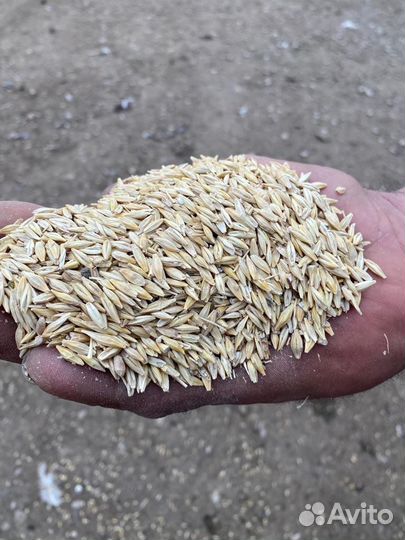 Ячмень в мешках