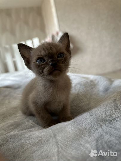Бурманские котята