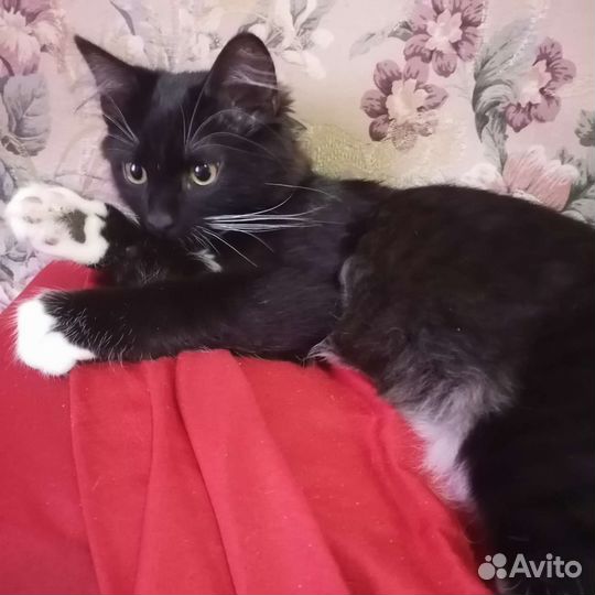Котенок в добрые руки