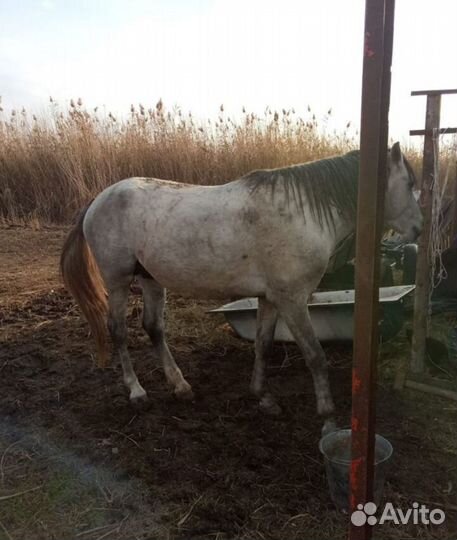 Лошадь жеребец