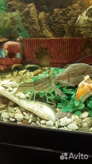 Аквариумные раки