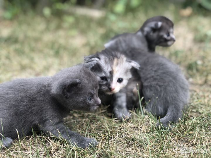 Котята в добрые руки