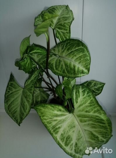 Сингониум комнатное растение