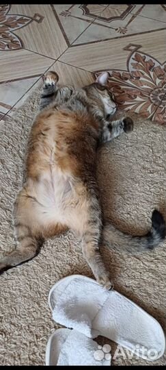 Кошка в дар