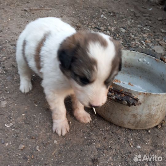 Собака в добрые руки отдам бесплатно