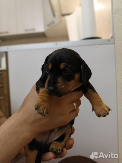 Щенок таксы