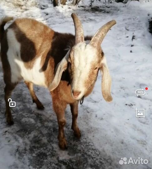 Козлик на племя