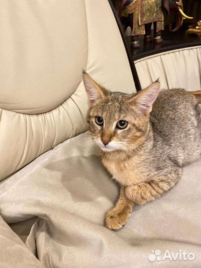 Кошка чаузи ф1 3 месяца