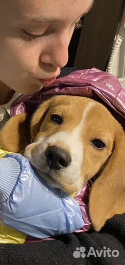 Одежда для маленьких собак