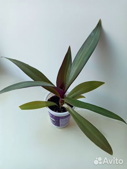 Комнатные цветы разные,традесканция,денежное