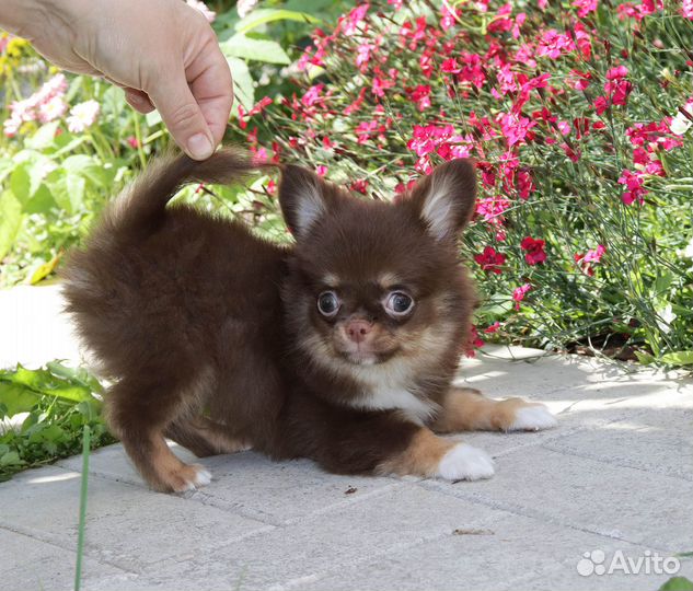 Барни.Мини чихуахуа 4 мес. с доставкой
