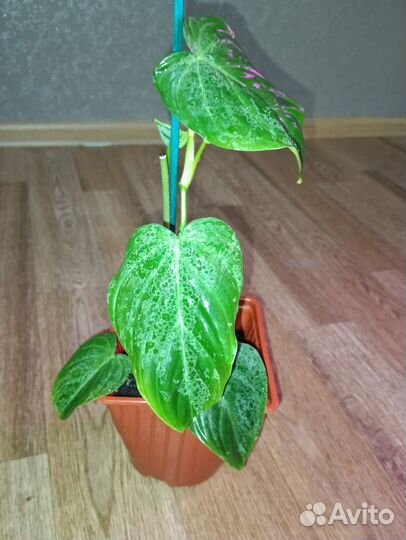 Филодендроны