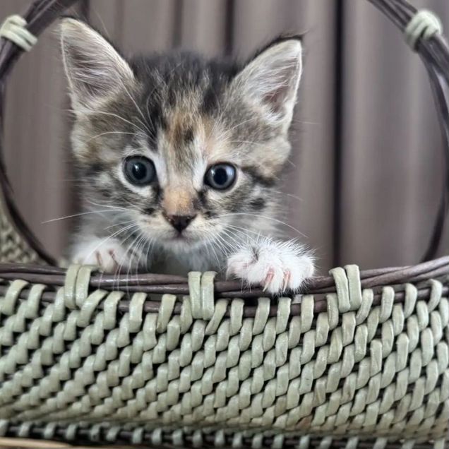 Котёнок в добрые руки