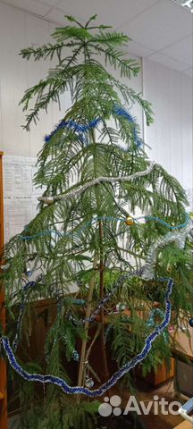 Африканская ёлка -араукария