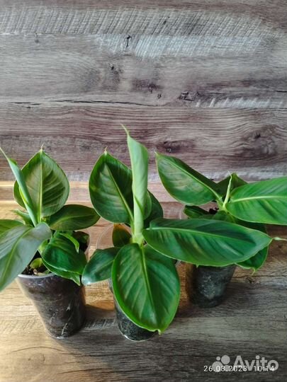 Банан киевский карлик