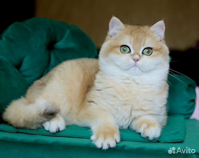 Британский мальчик золотая шиншилла