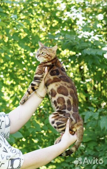 Элитный бенгальский котенок