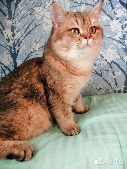 Шотландский кот на вязку