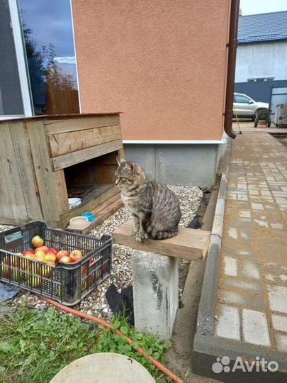 Отдам кошечку в добрые руки