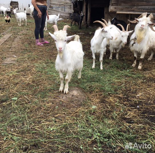 Козы козлята
