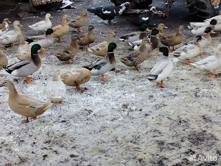 Гуси и утки