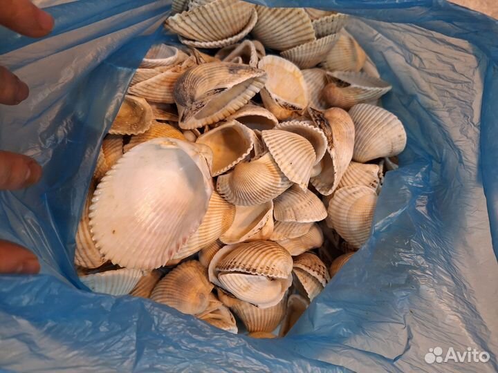 Ракушки, рапаны около 5 кг