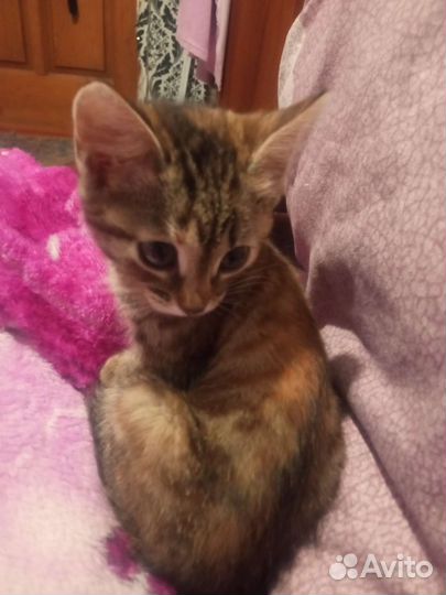 Кошка в дар