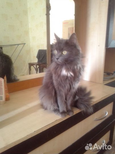 Кошечка в добрые руки