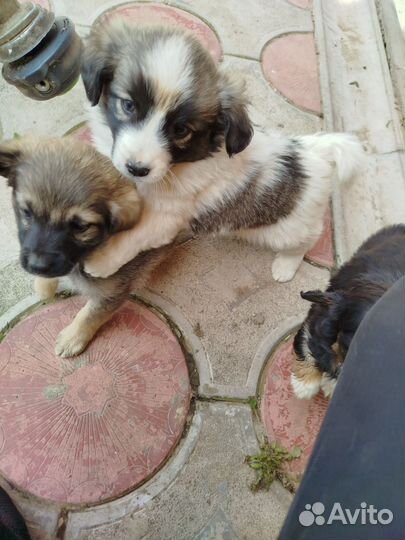 Собака в добрые руки щенок