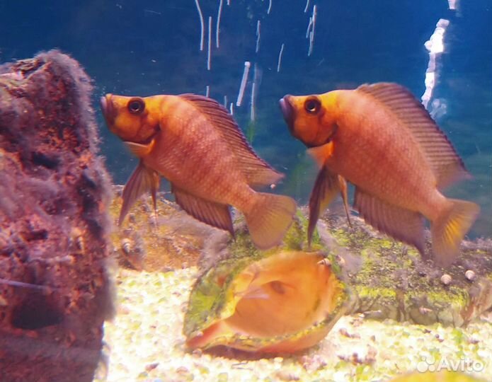 Цихлиды оз.Танганьика своего разведения