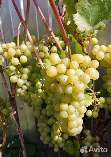 Виноград Кристалл