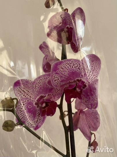Орхидеи И экзотические цветы