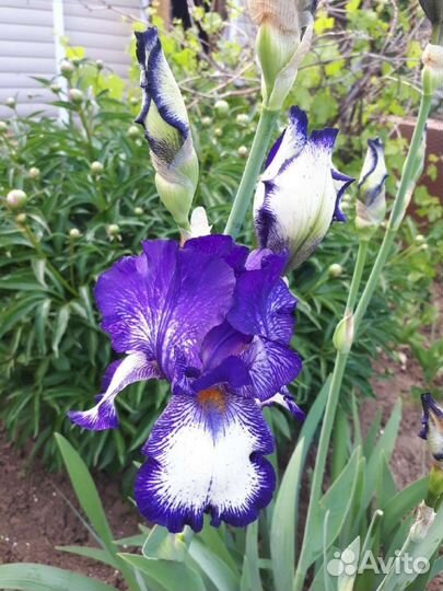 Ирисы