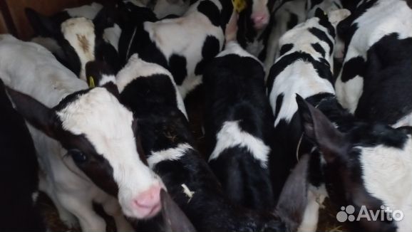 Отборные телята бычки быстрая доставка