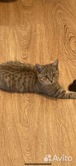 Потерялась кошка в семендере