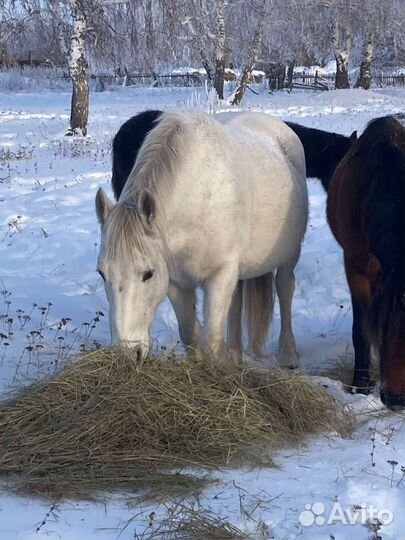Продажа лошадей
