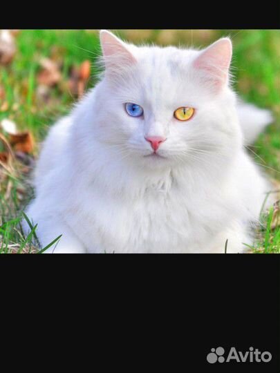 Турецкая ангора