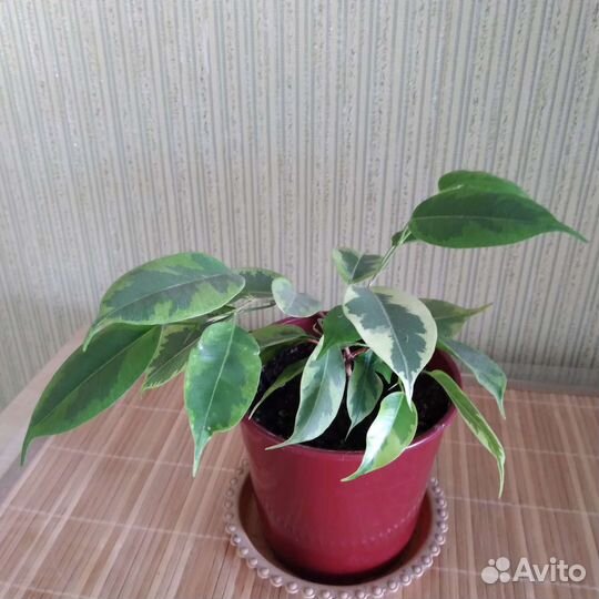 Фикус бенджамина