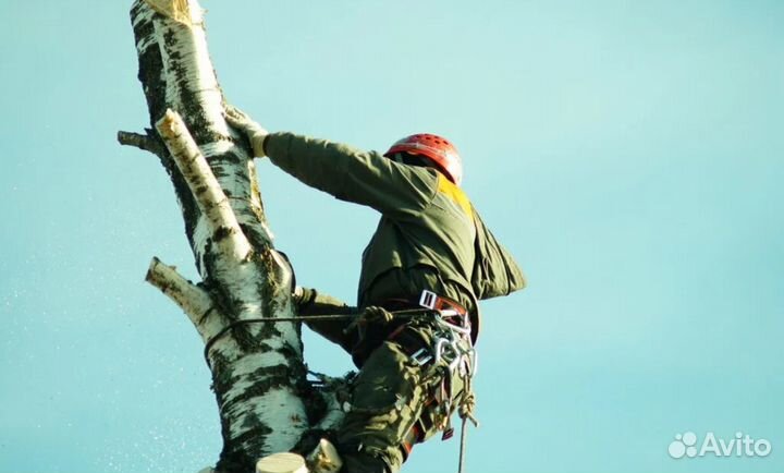 Спил деревьев (арборист) расчистка участков