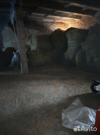 Ферма коровник