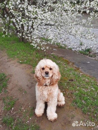 Собаки кокер спаниель