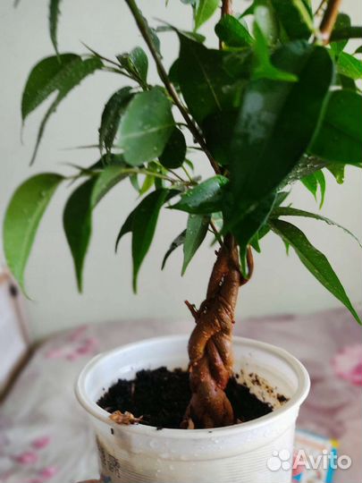 Фикус бенджамина ствол коса