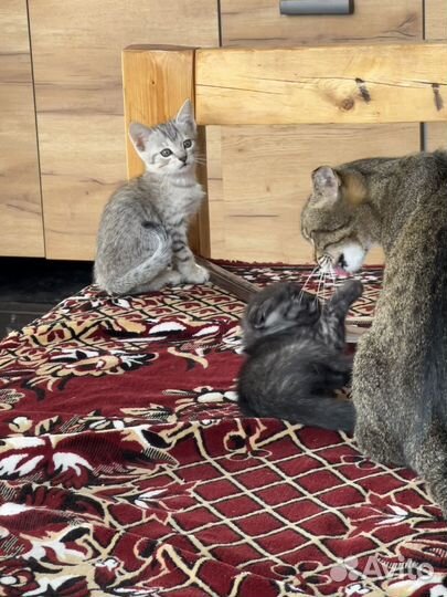 Котята в добрые руки бесплатно