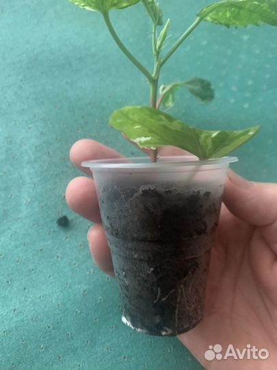 Продам гибискус «снежная королева»