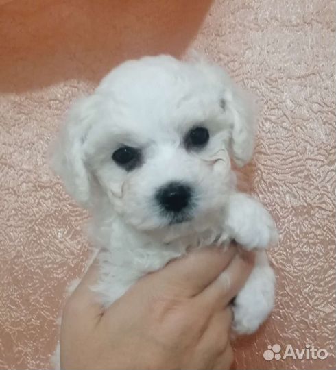 Щенки бишон фризе